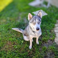 THEMIS, chienne à adopter
