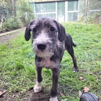 APPLE, chienne à adopter