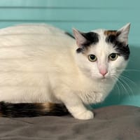 Winter Cab4701, chatte à adopter