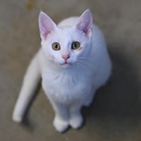 daisy, chatte à adopter