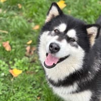 Panda CAA14246, chienne à adopter