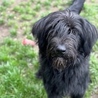 Nutella CAA14249, chienne à adopter