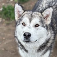 Bounty CAA14245, chienne à adopter