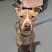 Ucco, chien à adopter