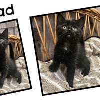 CHAD réservé, chat à adopter