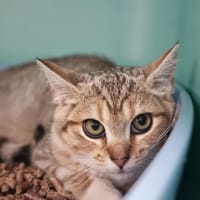 AVA, chatte à adopter