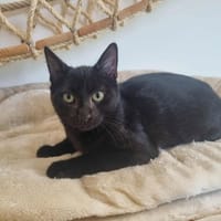 AUSCAR, chat à adopter