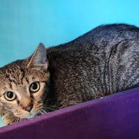 FNALA, chatte à adopter