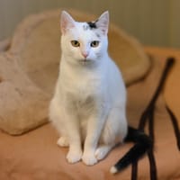 Luna, chatte à adopter
