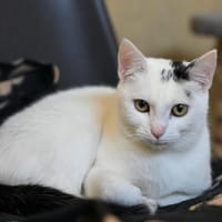 Luna, chatte à adopter