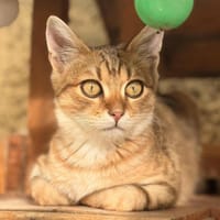 BRADY, chat à adopter