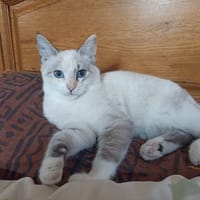 ECHO, chatte à adopter