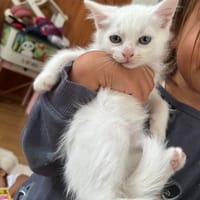 OPALE, chatte à adopter