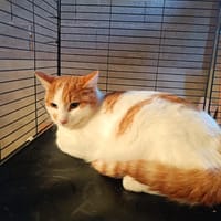 Apollon chat roux et blanc, chat à adopter