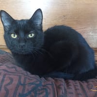ZOU, chat à adopter