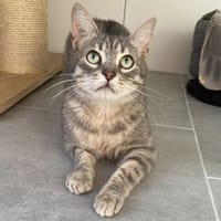 SMOOKY, chat à adopter