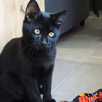 PEPSI, chat à adopter