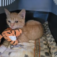 Hyxo, chat à adopter