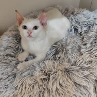 Flocon, chat à adopter
