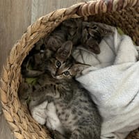 luke, chat à adopter
