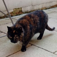 Nana, chatte à adopter