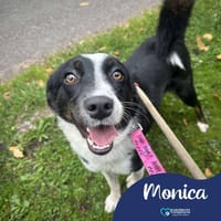 Monica, female dog to adopt