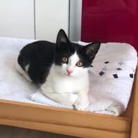 MOKA, chatte à adopter