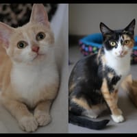 NOUGATINE et GUIMAUVE, chat à adopter