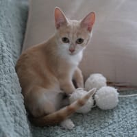 NOUGATINE et GUIMAUVE, chatte à adopter