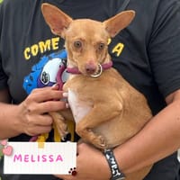 MELISSA, cane femmina da adottare