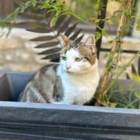 BELLA**, chatte à adopter