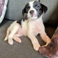 Saros, mâle berger, né le 14/08/2025, chien à adopter