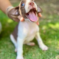 Avana, femelle berger, née le 01/08/2025, chienne à adopter