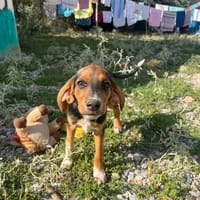 alicia, chienne à adopter