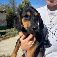 lalo, chien à adopter