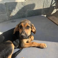 saga, chienne à adopter