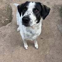 adam, chien à adopter