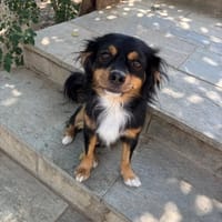 altheo, chien à adopter
