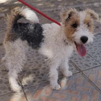 Carolina, perra en adopción