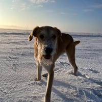 Perez, pies do adopcji