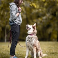 Arczi, pies do adopcji