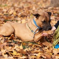 Manto, pies do adopcji