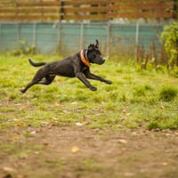 Baster, pies do adopcji