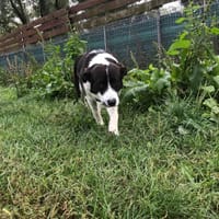 Svip, pies do adopcji