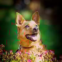 Mika, suczka do adopcji