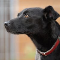 Kendo, pies do adopcji