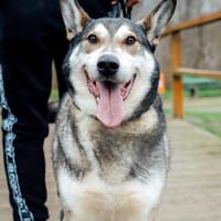 Odi, pies do adopcji