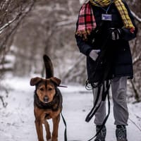 Boston, pies do adopcji