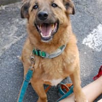 Maślak, pies do adopcji