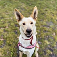 Besia, suczka do adopcji